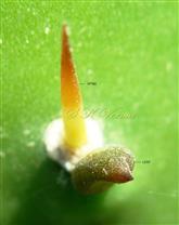  Areole with leaf and spine